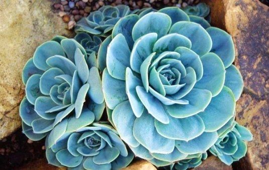 沈阳动物火化-沈阳动物火化哪家服务好【寄情宠物】