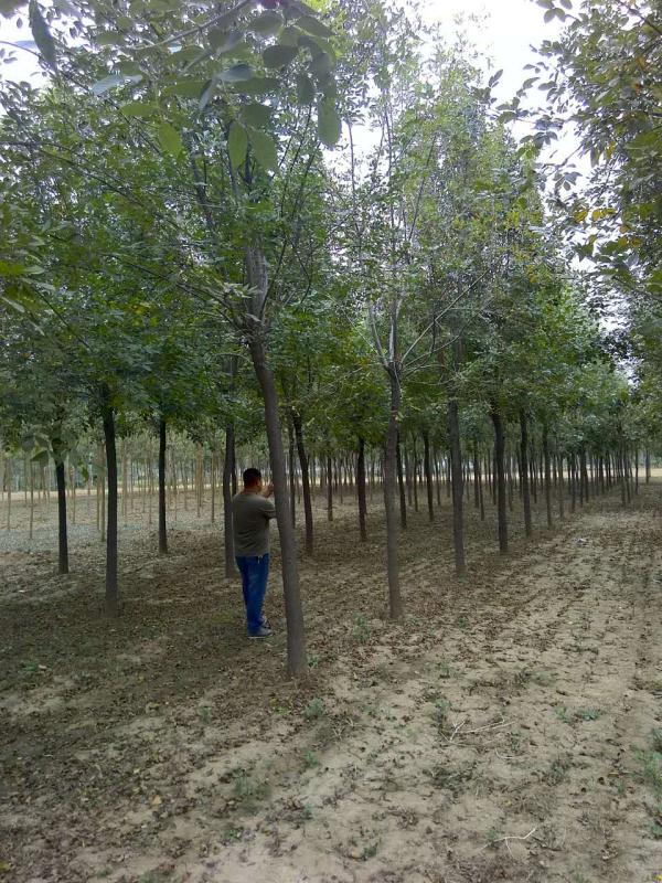 千头椿/恒锐苗木