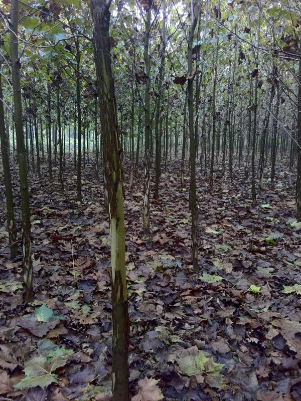 速生法桐价格/恒锐苗木