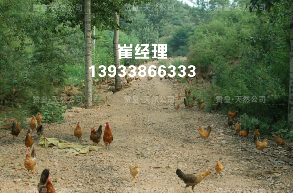 河北柴鸡苗批发-赞皇县天然农产品