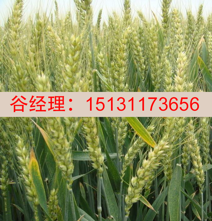 秦皇岛小麦种子批发-嘉丰种业