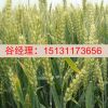秦皇岛小麦种子批发-嘉丰种业