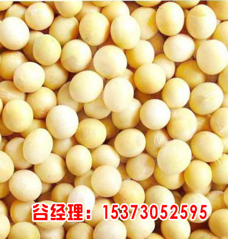 张家口大豆种子批发-嘉丰种业