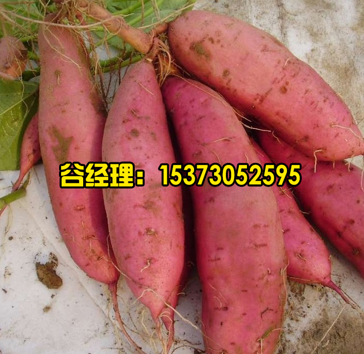 辛集脱毒红薯-嘉丰种业
